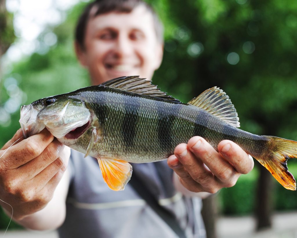 close up man holding fresh caught fish (1)